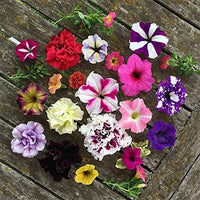 Pellettato candypops vena mix petunia semi giardino samen