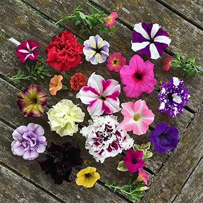Pellettato candypops vena mix petunia semi giardino samen