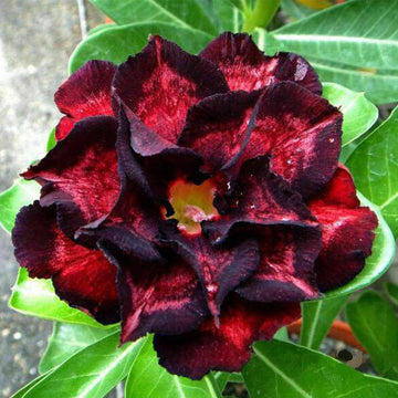 Adenium blume samen for anpflanzung - colorful display, heirloom & gmo free samen for home garten
 
 sale samen for anpflanzung in home garten