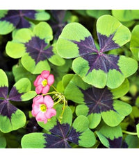 Grün Lila Four Leaf Clover Blumensamen zur Aussaat Hausgarten beliebt Traditionssorte & ohne Gentechnik Samen Hausgarten