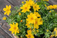 Bidens Golden Star Blumensamen zur Aussaat