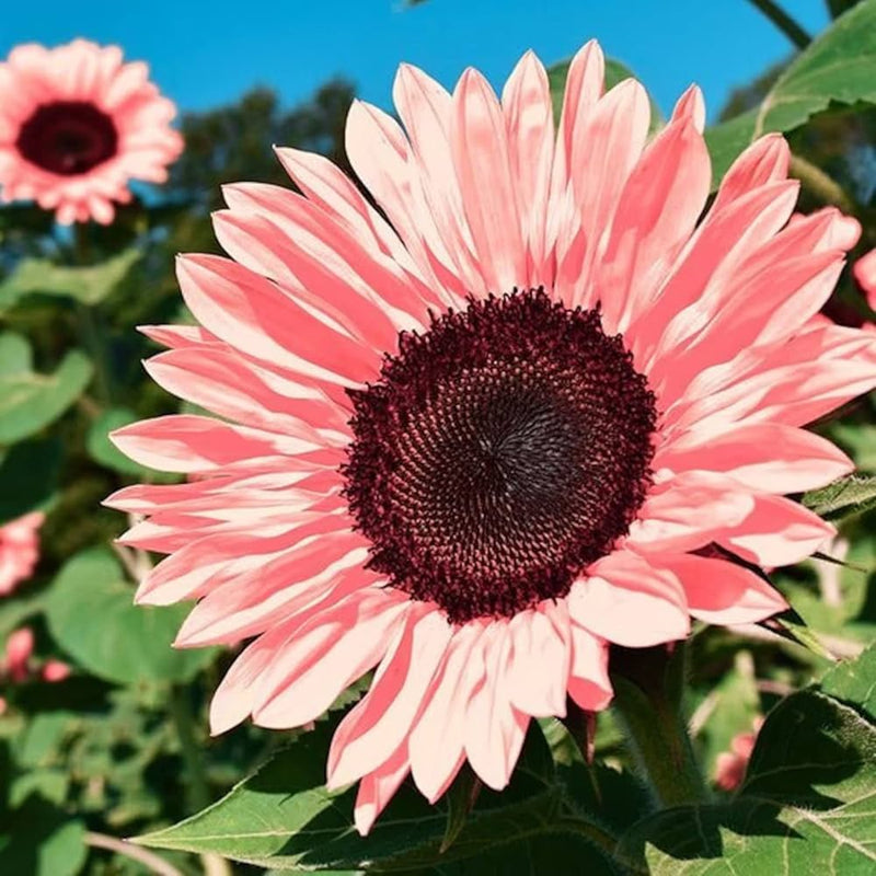 Sonnenblume Blumensamen zur Aussaat – hochwertige Qualitäts- – Traditionssorte & ohne Gentechnik Samen Hausgarten