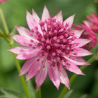 Astrantia Astrantia spp Blumensamen zur Aussaat Blume Beet