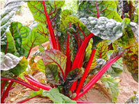 Rot Swiss Chard Samen zum Pflanzen - Nutrient-Rich Gemüse