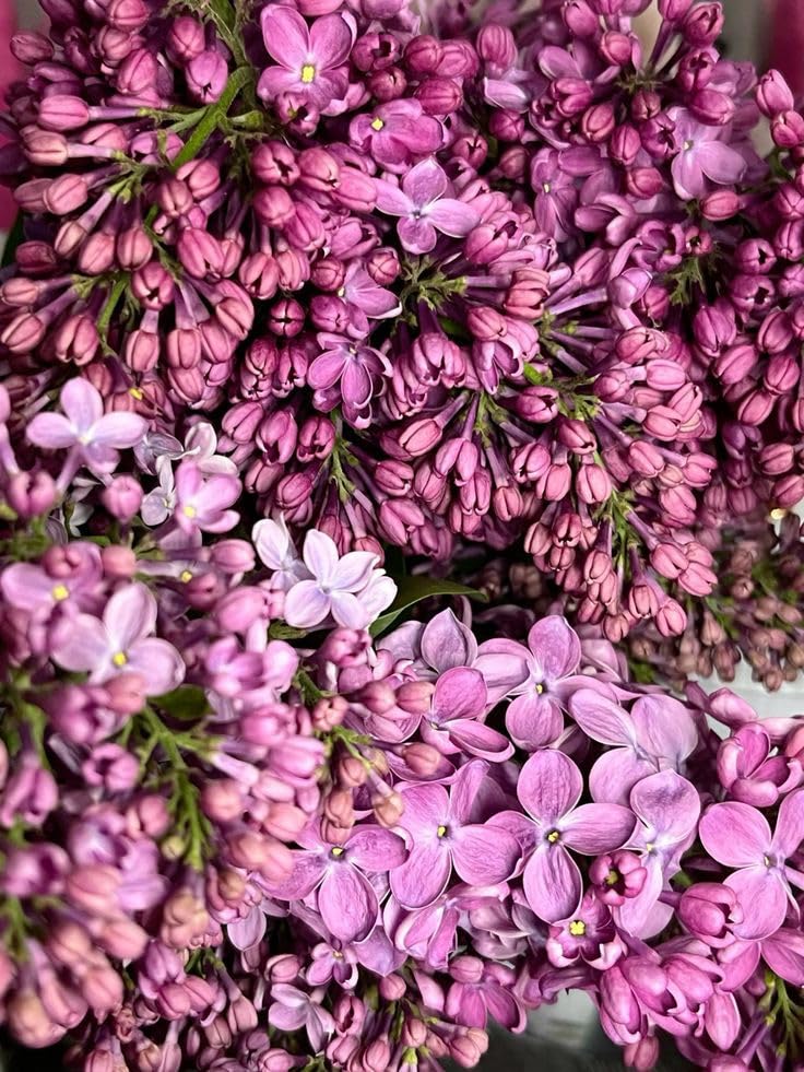 Thick Lila Blumensamen zur Aussaat – duftend Blüten – Traditionssorte & ohne Gentechnik Samen Hausgarten