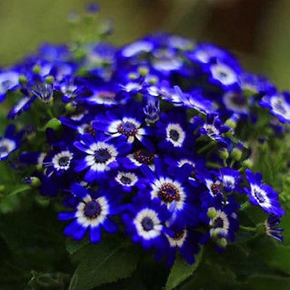 Blau Weiß Cineraria Blumensamen zur Aussaat – sonnenliebend – Traditionssorte & ohne Gentechnik Samen Hausgarten