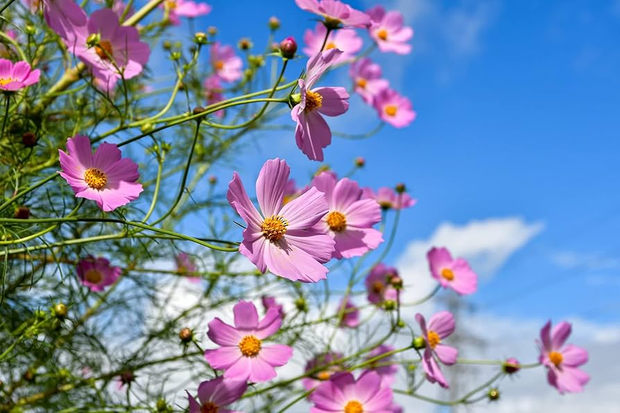 Cosmos Bipinnatus Blumensamen (Kosmos-Blumensamen)