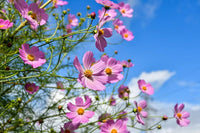 Cosmos Bipinnatus Blumensamen (Kosmos-Blumensamen)