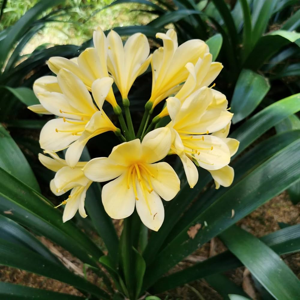 hell Gelb Natal Lilie or Strauch Lilie Blumensamen zur Aussaat – Drought verträglich – Traditionssorte & ohne Gentechnik Samen Hausgarten