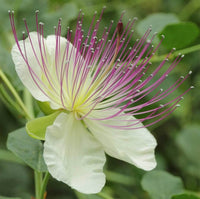 Alcaparras Blumensamen zur Aussaat Bestäuber freundlich Traditionssorte & ohne Gentechnik Samen Hausgarten