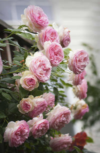 Pale rosa climbing rose blume samen for anpflanzung - bright blooms, heirloom & gmo free samen for home garten
 
 sale for anpflanzung in home garten