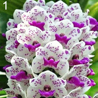 Weiß violet cymbidium blume samen for anpflanzung - vibrant colors, heirloom & gmo free samen for home garten
 
 sale samen for anpflanzung in home garten