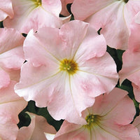 Pelleted appleblossom dreams petunia samen