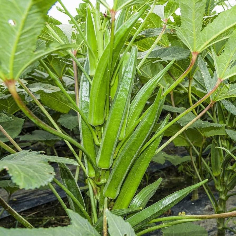 Clemson-Okra-Samen zum Anpflanzen – Premiumqualität