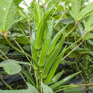 Clemson Okra Samen zum Pflanzen  Premium Quality