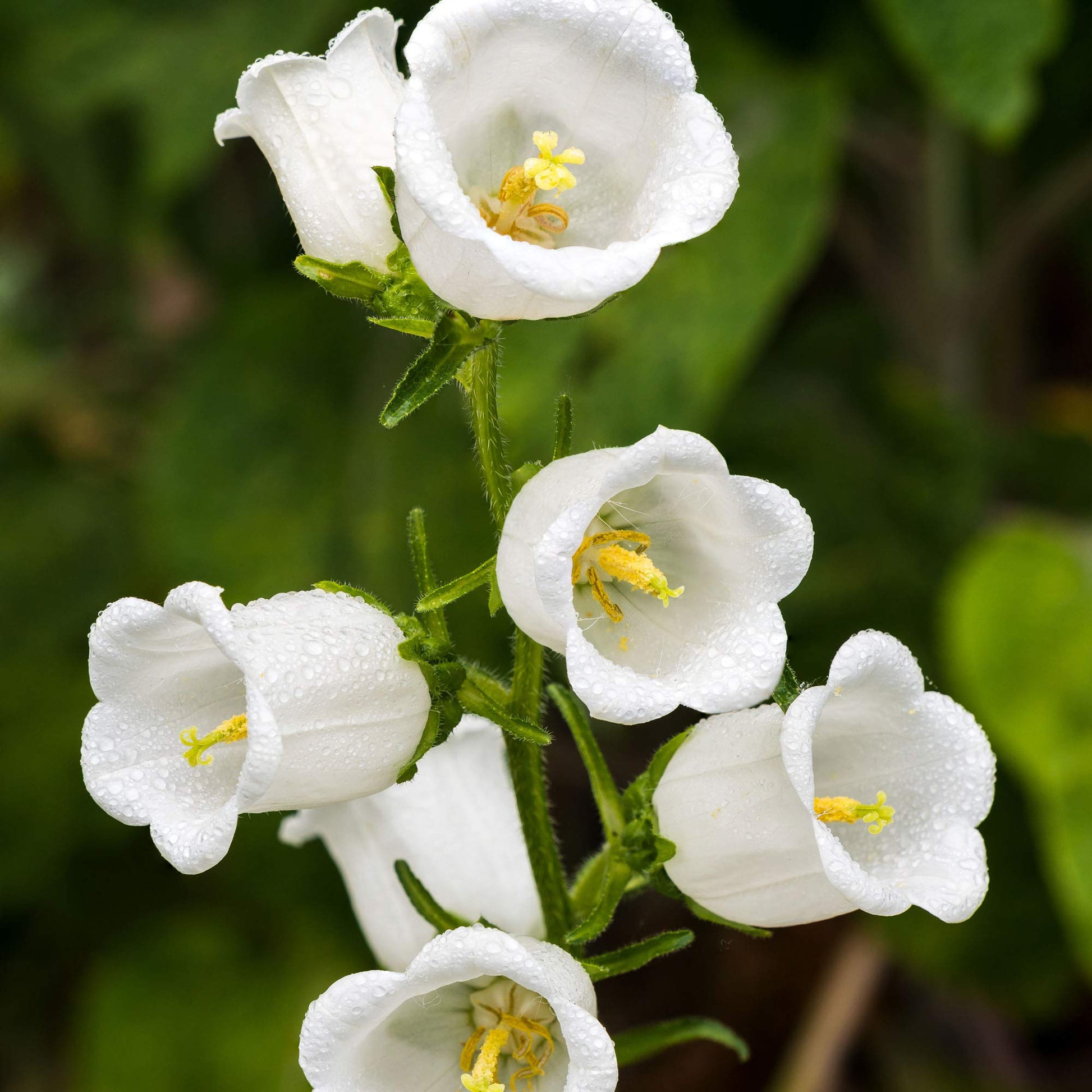 Weiß Bellflower Campanula Pyramidalis Samen zur Aussaat Landhaus Garten