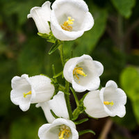 Weiß Bellflower Campanula Pyramidalis Samen zur Aussaat Landhaus Garten