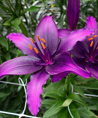 Lila Echte Ritterstern Blumensamen zur Aussaat – pflegeleicht – Traditionssorte & ohne Gentechnik Samen Hausgarten