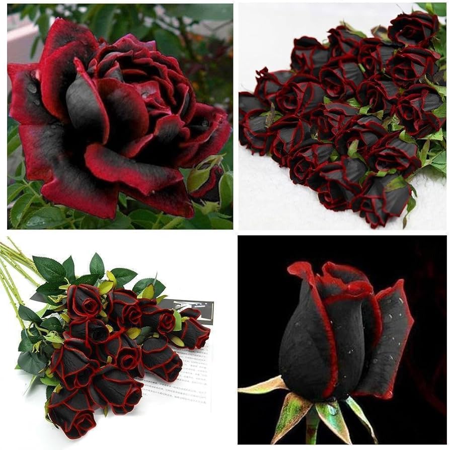 tief Rot Rose Blumensamen zur Aussaat – Garten beliebt – Traditionssorte & ohne Gentechnik Samen Hausgarten