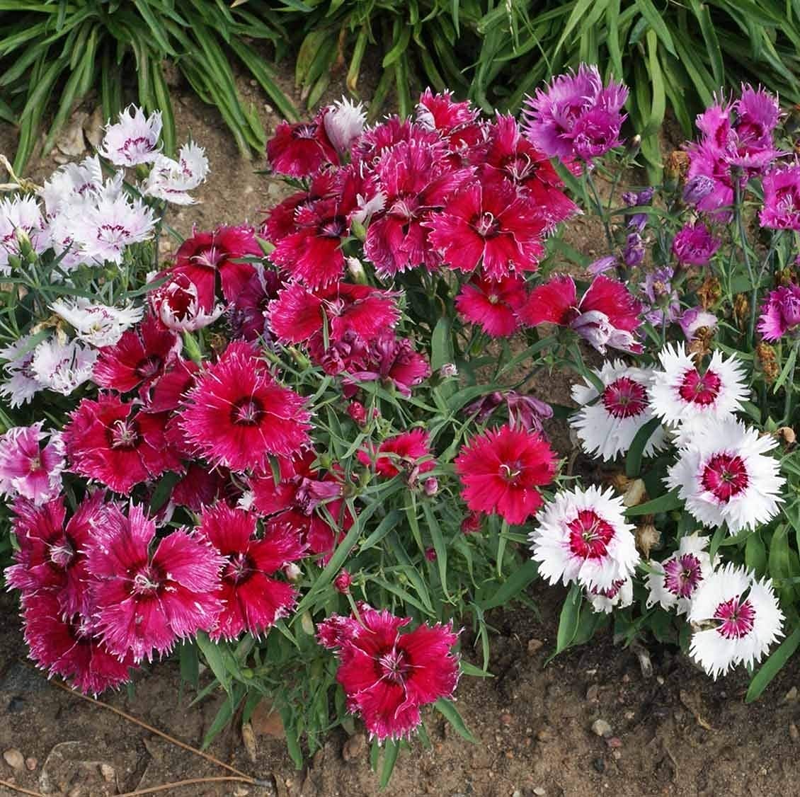 Nelke Velvet N Lace Samen zur Aussaat Nelke Barbatus Blume Beet Landhaus Garten