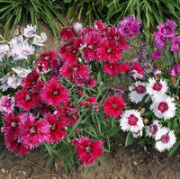 Nelke Velvet N Lace Samen zur Aussaat Nelke Barbatus Blume Beet Landhaus Garten