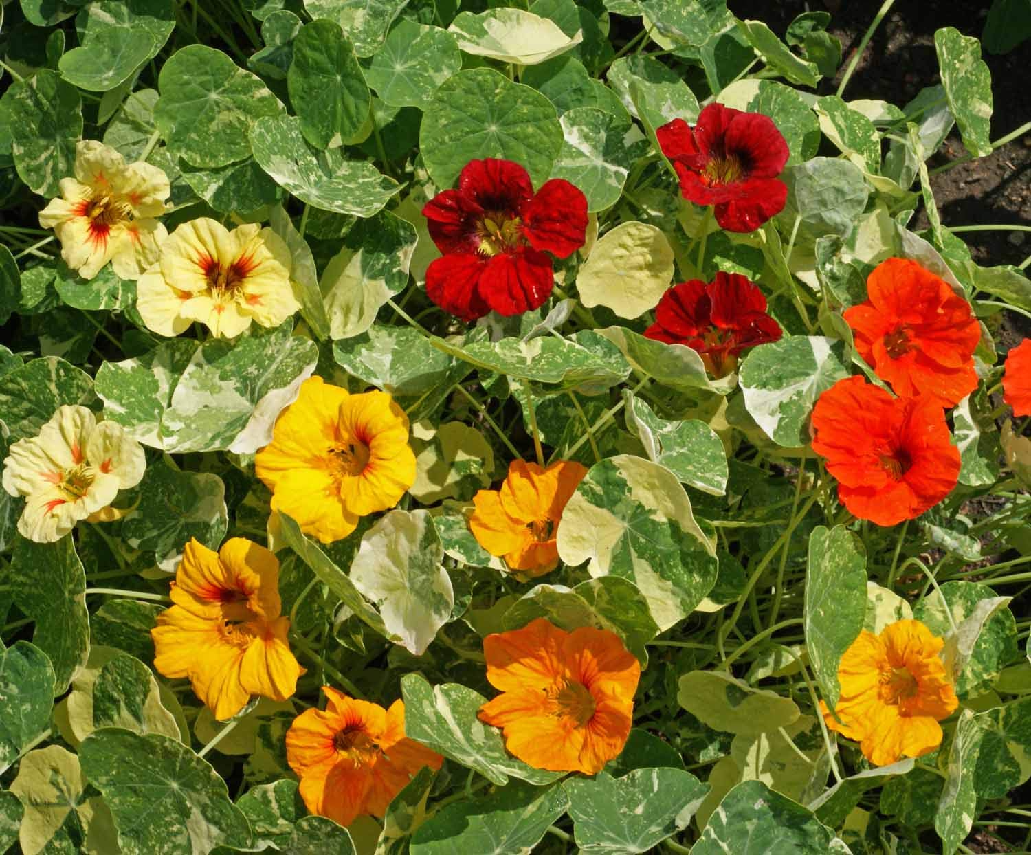 Jewel Mischung Kapuzinerkresse Tropaeolum majus Samen zur Aussaat Blume Beet edible Garten