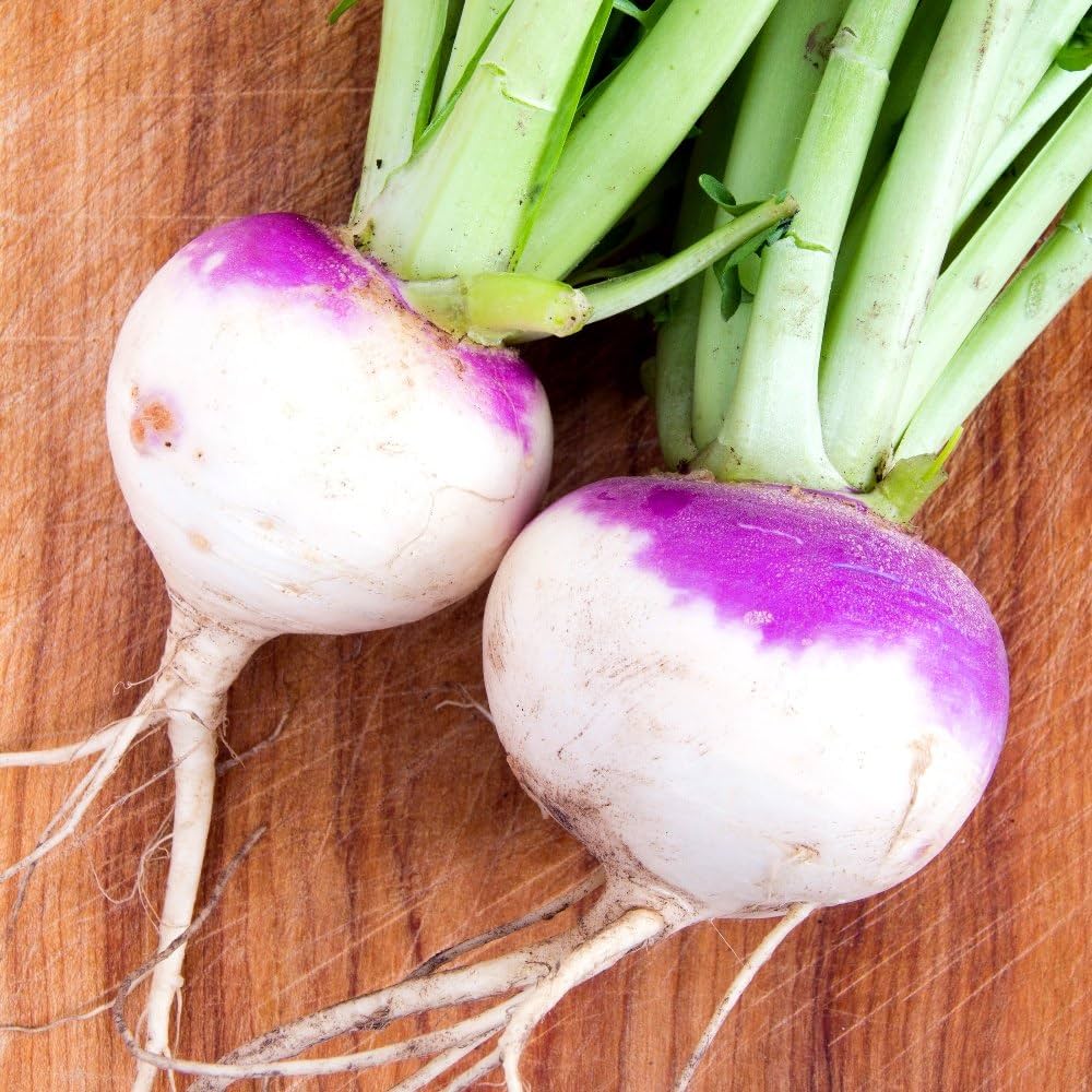 Lila Rutabaga Samen for Gemüse Planting
