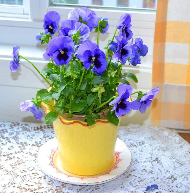 Pansy viola tricolor blume samen for anpflanzung