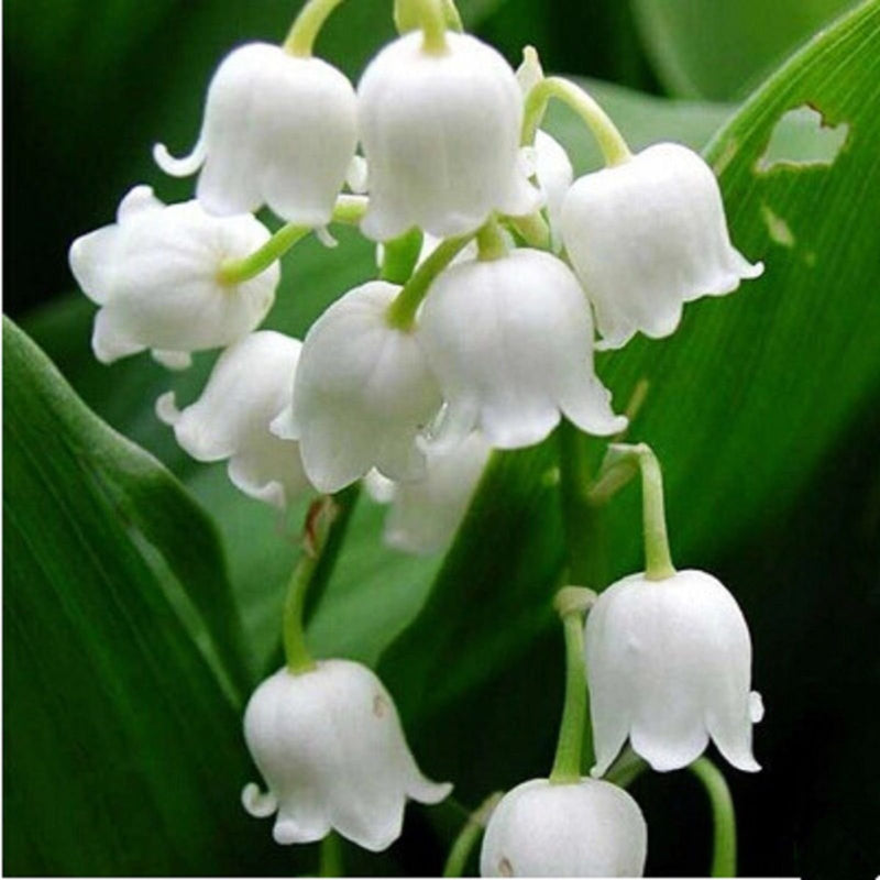 Semi di orchidea campanula del vento bianca da seminare, ideali per coltivare fiori da giardino
