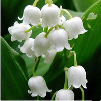 Weiß Windbell Orchidee Samen zur Aussaat ideal Cultivating Blüten Garten