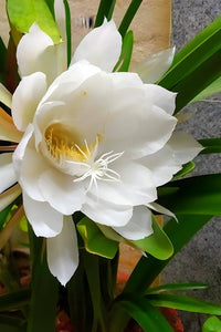 Weiß Nopalxochia Blumensamen zur Aussaat pflegeleicht Traditionssorte & ohne Gentechnik Samen Hausgarten
