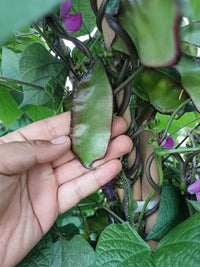 Hyacinth Bean Gemüse Samen zum Pflanzen