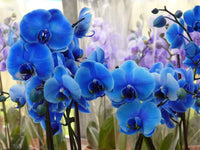 Blau Schmetterlingsorchidee Orchidee Blumensamen zur Aussaat – sonnenliebend – Traditionssorte & ohne Gentechnik Samen Hausgarten