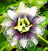 Passion Blume Passiflora spp Blumensamen zur Aussaat Garten