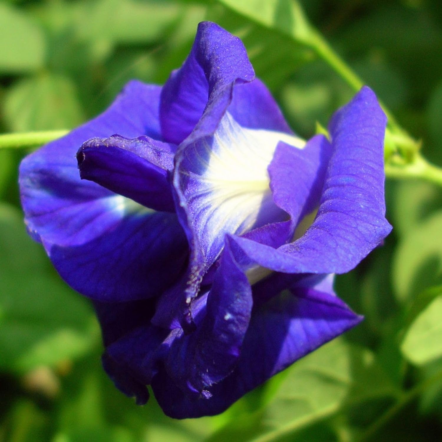 Mischung Ternatea Blumensamen zur Aussaat – robust Sorte – Traditionssorte & ohne Gentechnik Samen Hausgarten