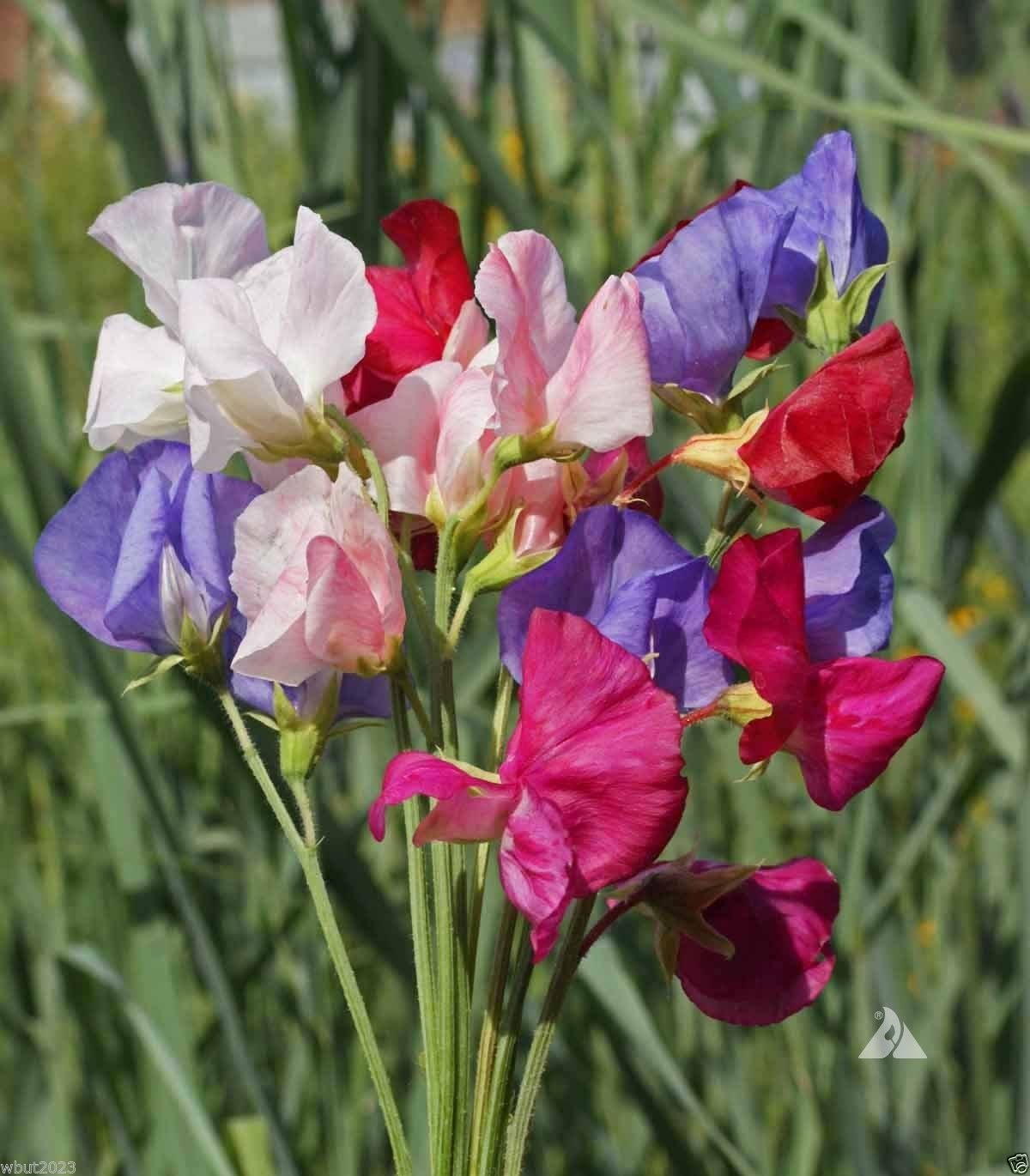 Mammoth Choice Mischung Wicke Samen zur Aussaat Blume Beet