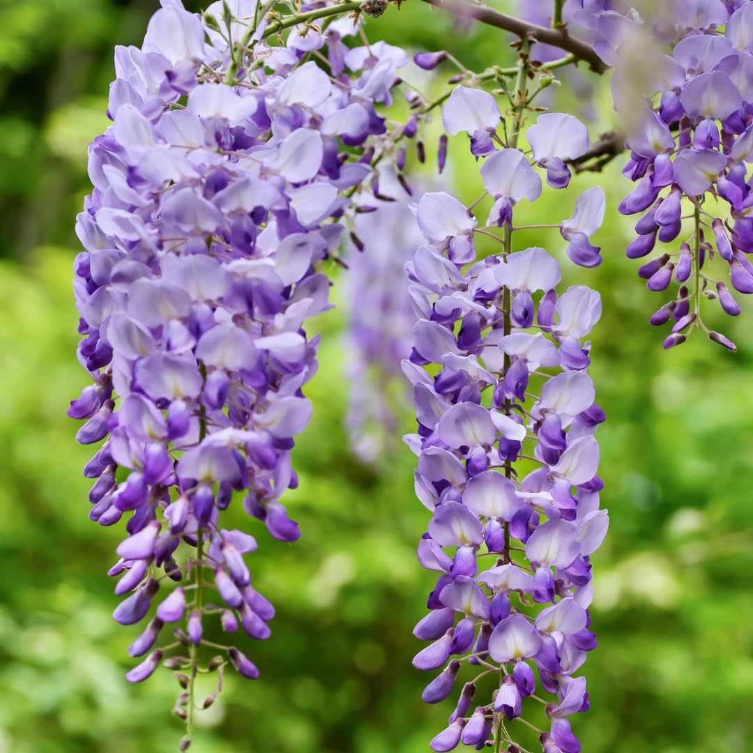 Blau Blauregen Blumensamen zur Aussaat saisonal Dauerblüher Traditionssorte & ohne Gentechnik Samen Hausgarten