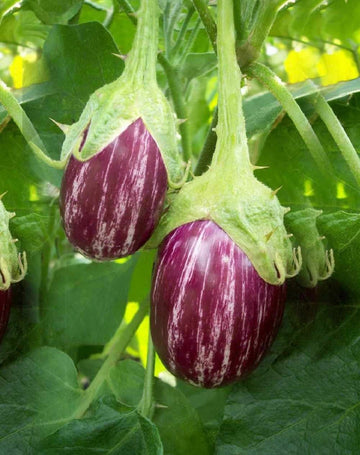 Udumalpet Eggplant Gemüsesamen für einfache Aussaat
