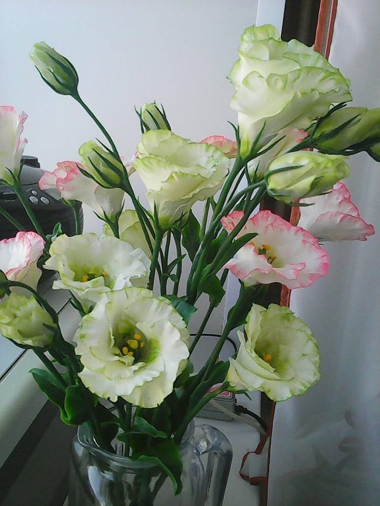 Gelb lisianthus blume samen for anpflanzung - cottage garten essential, heirloom & gmo free samen for home garten
 
 sale for anpflanzung in home garten.