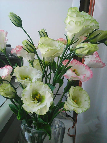 Gelb lisianthus blume samen for anpflanzung - cottage garten essential, heirloom & gmo free samen for home garten
 
 sale for anpflanzung in home garten.