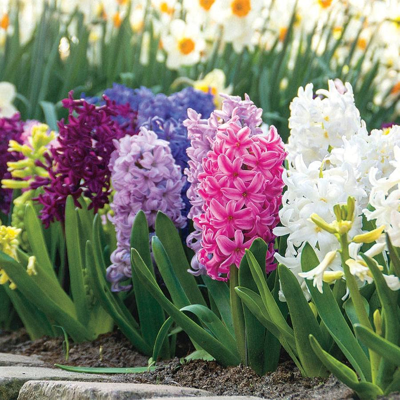 Hyacinth blume samen for anpflanzung - colorful display, heirloom & gmo free samen for home garten
 
 sale samen for anpflanzung in home garten
