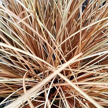 Carex comans blume samen for anpflanzung - easy to grow, heirloom & gmo free samen for home garten
 
 sale for anpflanzung in home garten
