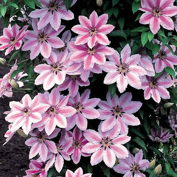 hell Rosa Waldrebe Blumensamen zur Aussaat – Anzucht – Traditionssorte & ohne Gentechnik Samen Hausgarten