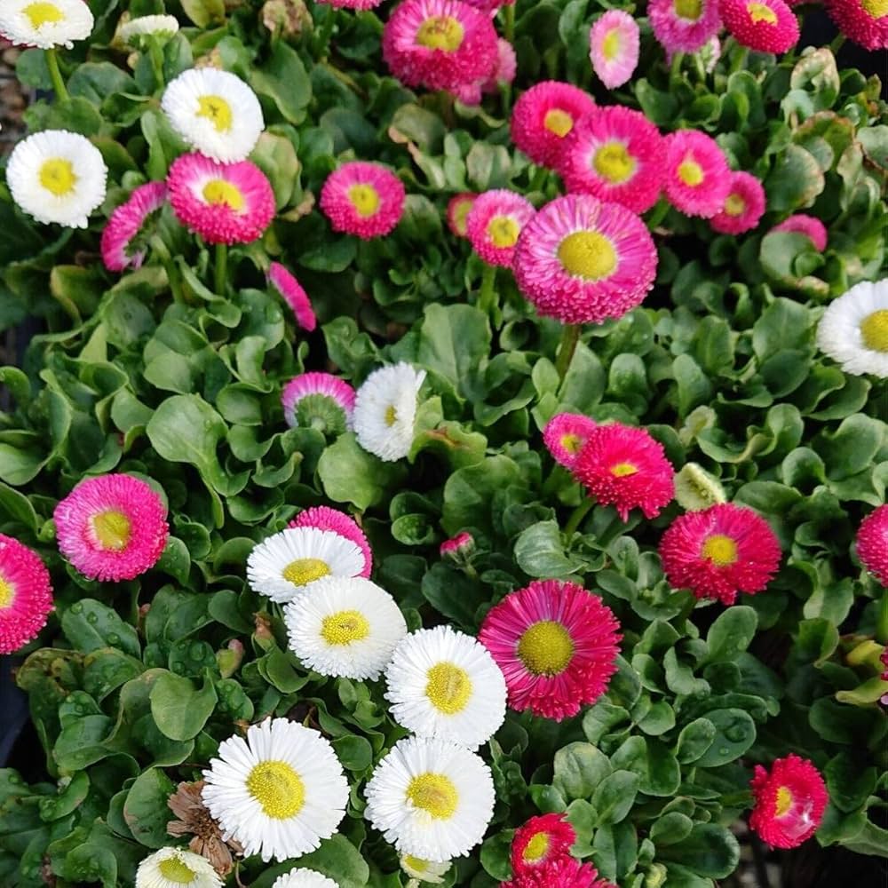 Rose Daisy Bellis perennis Samen zur Aussaat Blume Beet Hausgarten