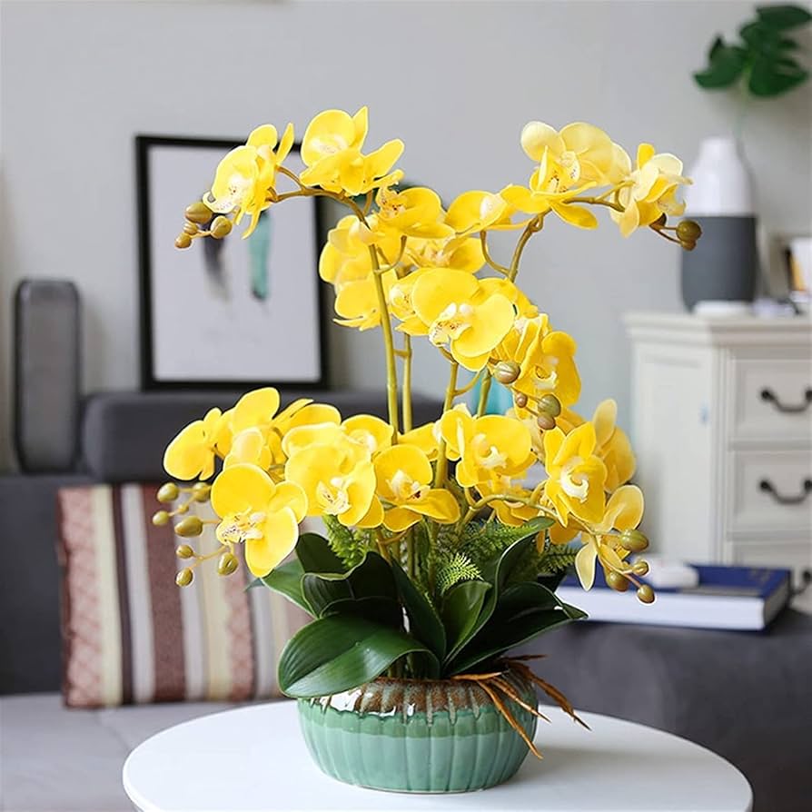 Gelb Schmetterlingsorchidee Orchidee Pflanze Samen zur Aussaat