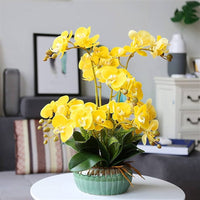 Gelb Schmetterlingsorchidee Orchidee Pflanze Samen zur Aussaat