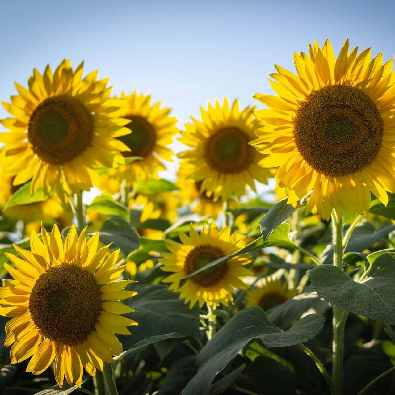 riesig Mongolia Sonnenblume Samen – hoch Blüten Garten Impact