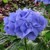 Geranie Blau Blumensamen – Blau Geraniums für wunderschöne Gärten (50 pcs)