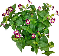 Wishbone mixed blume samen for anpflanzung in blume bed