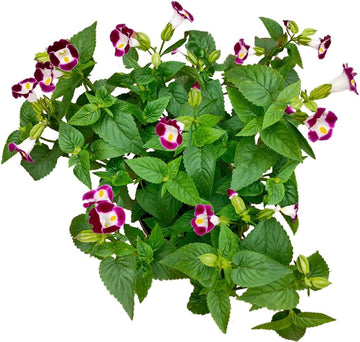 Wishbone mixed blume samen for anpflanzung in blume bed